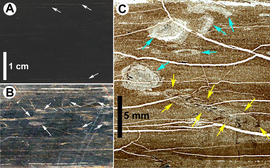 image on the subtle nature of bioturbation in black shales