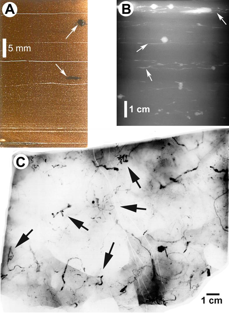 another image that shows sublte bioturbation black shales