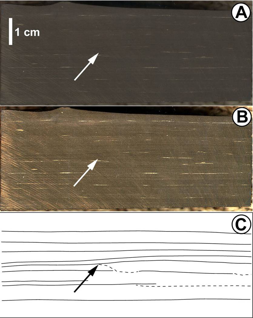 pseudolamina in black shale, produced by bioturbation